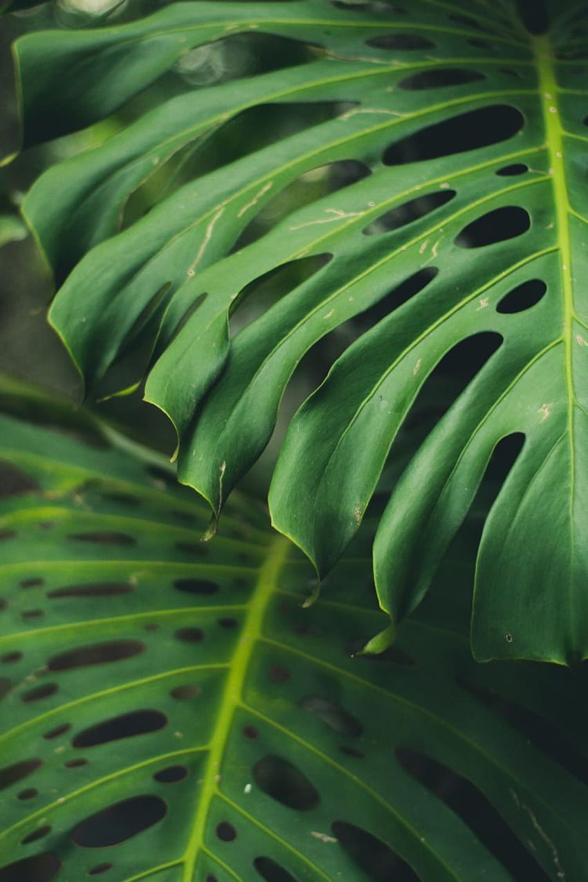 Monstera or the Swiss Cheese Plant was one of the most, monstera deliciosa HD phone wallpaper