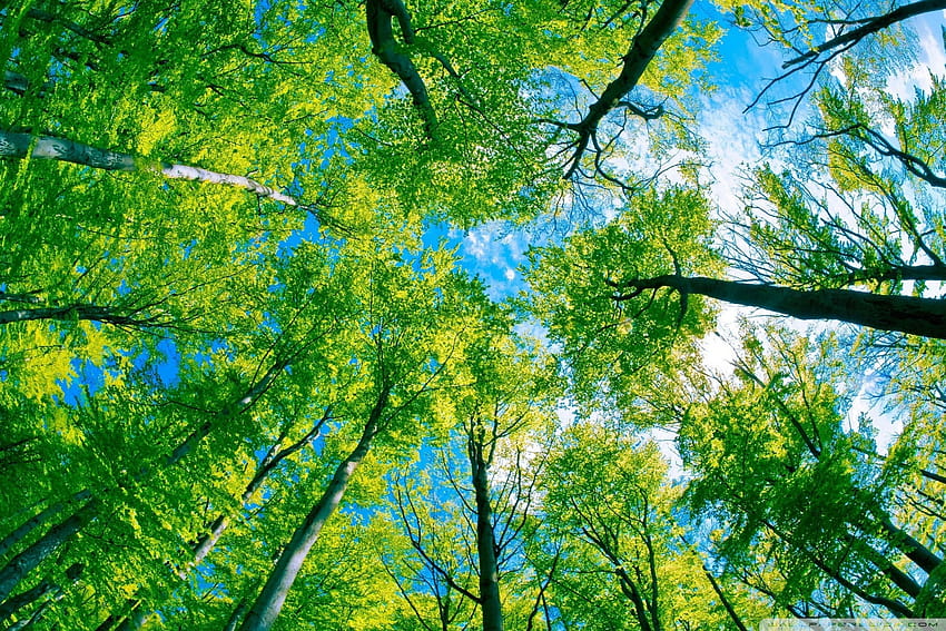 Forest Sky View Ultra Backgrounds for U TV : Tablet : Smartphone, evergreen forest HD wallpaper