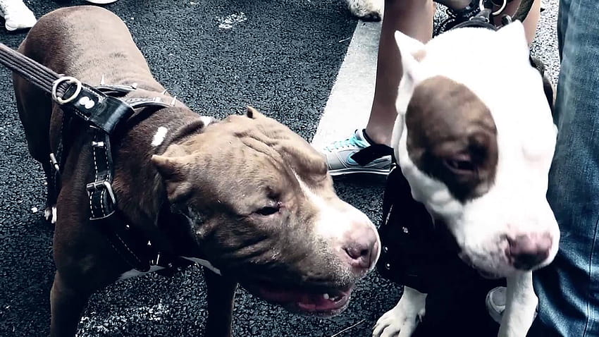 Dos perros pitbull sedientos [Efecto], Desfile de mascotas HD wallpaper