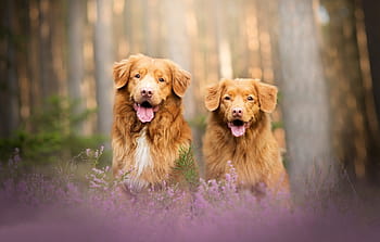 can a nova scotia duck tolling retriever live in pakistan