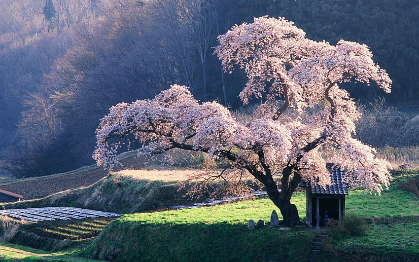 Cherry Blossom Tree Cherry Blossom Tree [1152x720] untuk , Ponsel & Tablet Anda, anime blossom tree Wallpaper HD