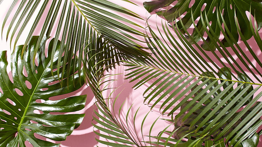 Plants Aesthetic PC HD wallpaper