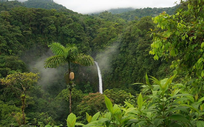 Rainforest Waterfall Google , Rainforest Waterfall Google, waterfall rainforest HD wallpaper