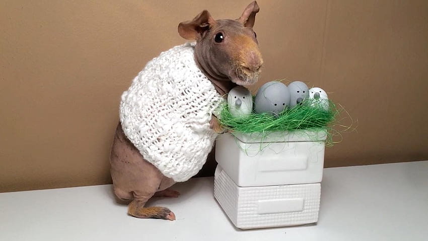 Move over easter bunny! Bizarre hairless guinea pig goes viral, easter ...