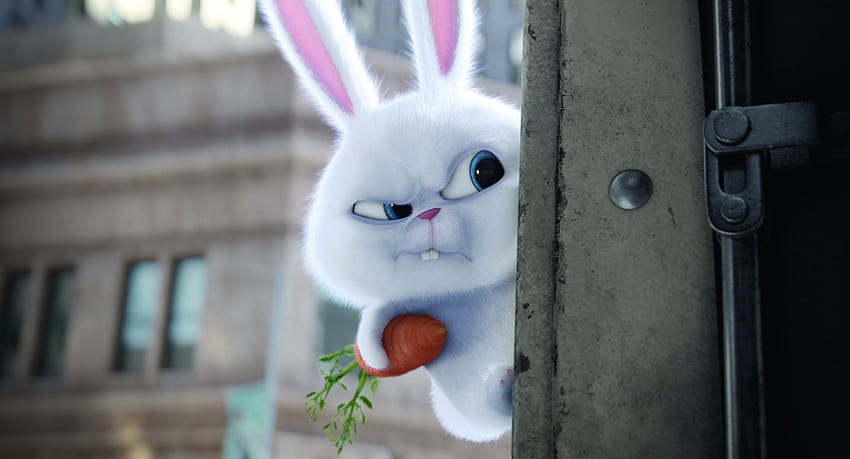 snowball bunny HD wallpaper