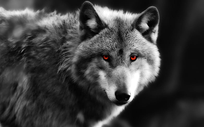 De Lobo , lobos salvajes HD wallpaper | Pxfuel