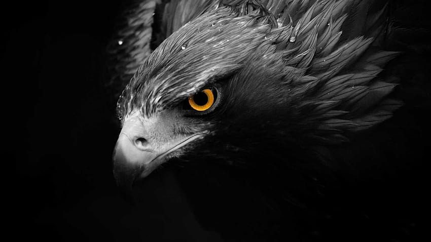 Черен орел, орлово лице HD тапет