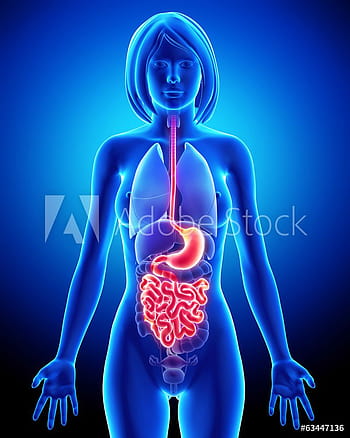 The digestive system HD wallpapers