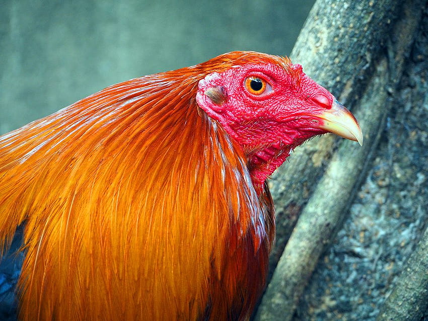 Chicken Bird Rooster image  Free TOP images