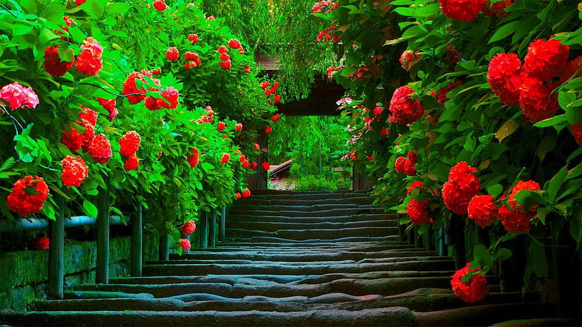 ความรักที่สวยงามเต็มจอ ดอกไม้ ดอกไม้ สวยงามสำหรับเต็มหน้าจอ วอลล์เปเปอร์ HD