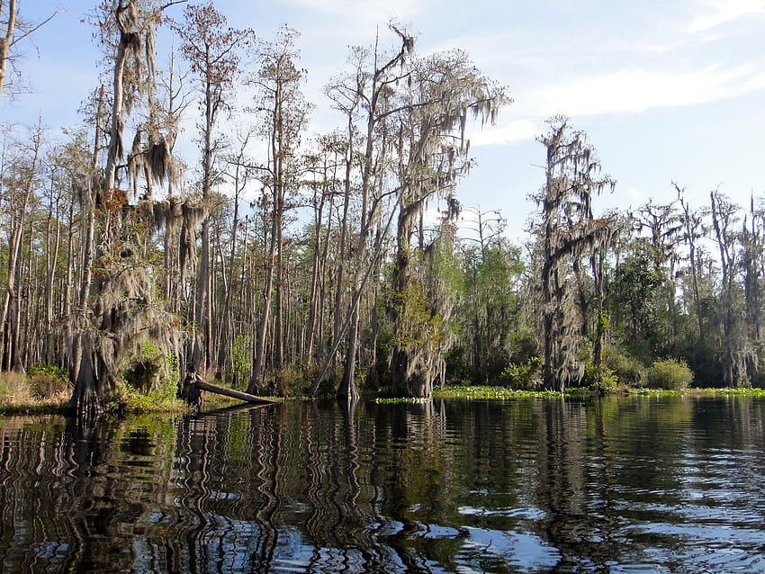 Proposal to mine near Okefenokee Swamp raises old fears, old trees swamp HD wallpaper