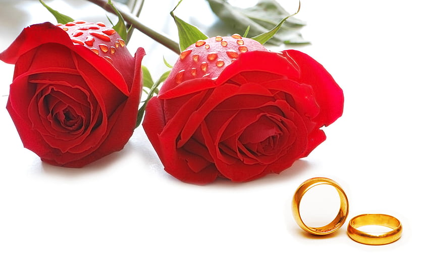 Love red roses flowers with drops water gold wedding rings : 13, rings and roses HD wallpaper