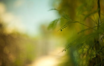 Green blurred background HD wallpapers | Pxfuel