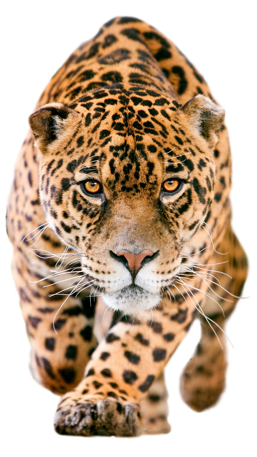 Animal/Jaguar HD phone wallpaper