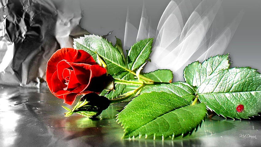 Flower, red rose love HD wallpaper | Pxfuel