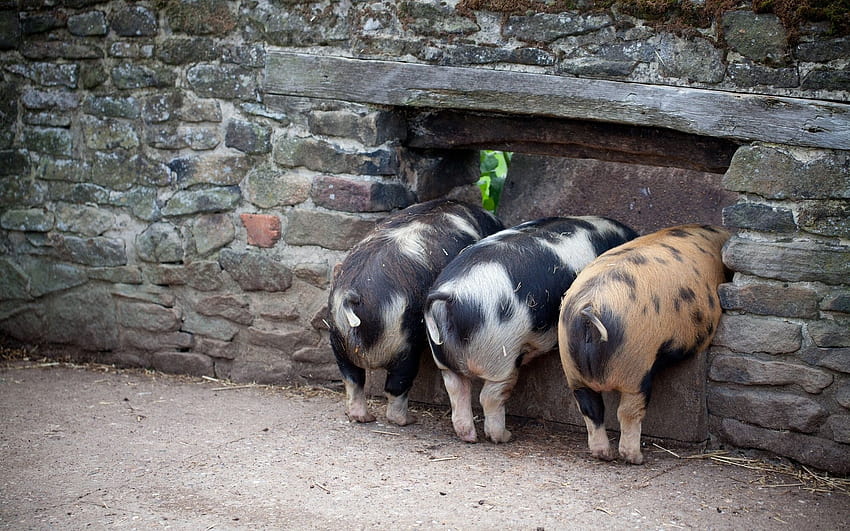 Three Little Pigs pig HD wallpaper