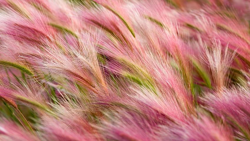 лисича опашка ечемик декоративна трева HD тапет