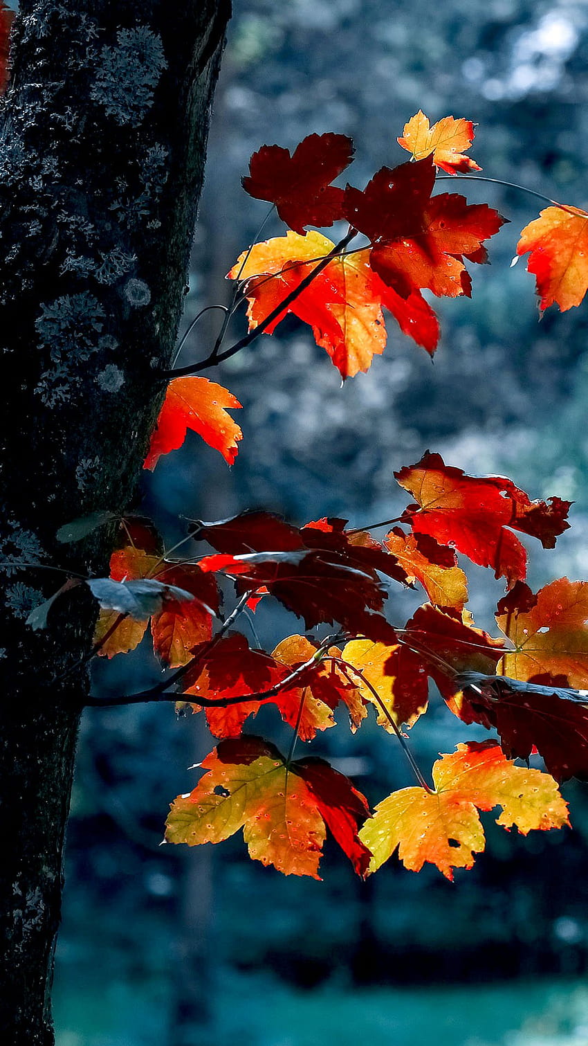 Herbst, hexenhafter Herbst HD-Handy-Hintergrundbild