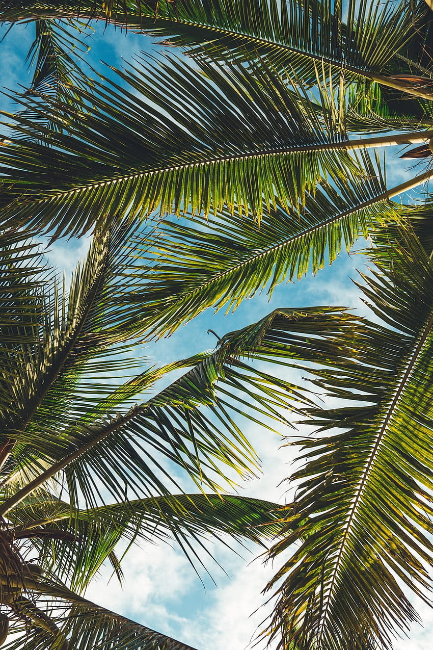 Palm Frond, folhas de palmeira Papel de parede de celular HD