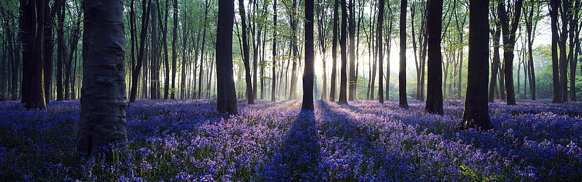 Panorama del bosque de primavera, panorama de primavera fondo de pantalla
