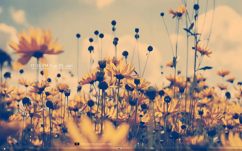 Marguerite Flowers Wallpaper For Chromebook  Chromebook Wallpapers