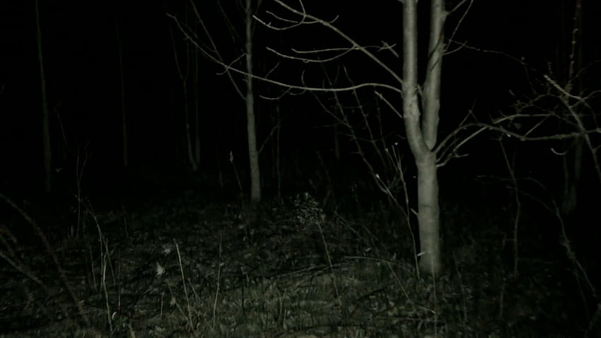 6 Spooky Forest, night in forest HD wallpaper