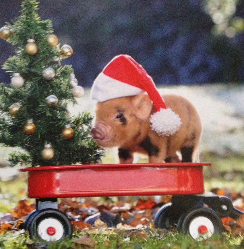 Merry Christmas!, mini pig christmas HD phone wallpaper