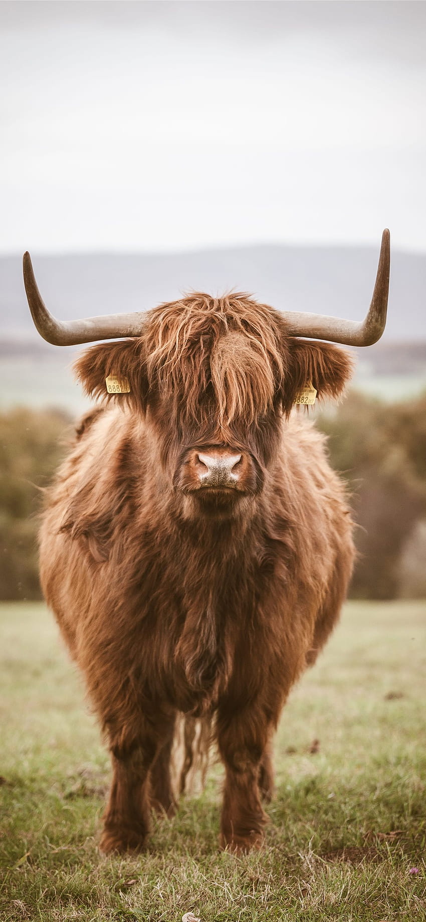 highland cow iPhone, highland cattle HD phone wallpaper