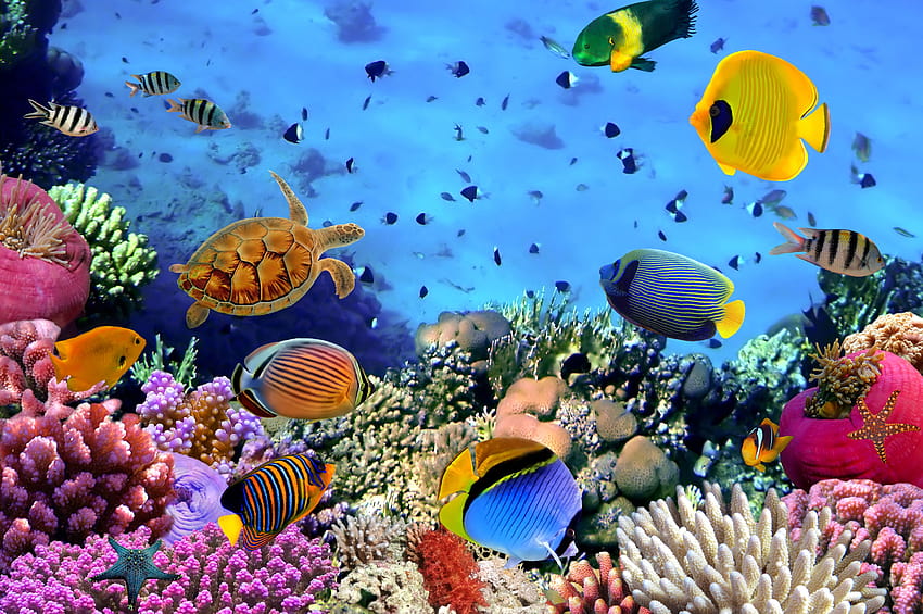 ozean, tropisch, unter wasser, fische, koralle, riff ::, ozeanriff HD-Hintergrundbild
