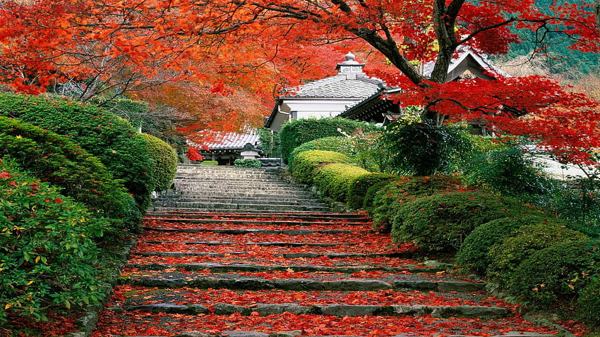Japan, Landscape, Fall, Cherry Trees, Stairs, Leaves, japanese autumn HD wallpaper