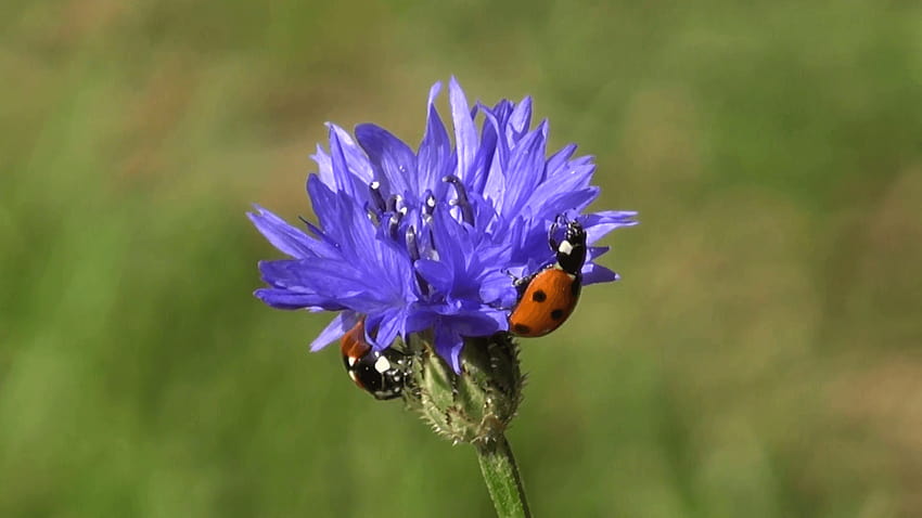 schöne insektenmarienkäfermarienkäfer auf blauer sommerkornblumenblüte, blütenbeerenwanze HD-Hintergrundbild