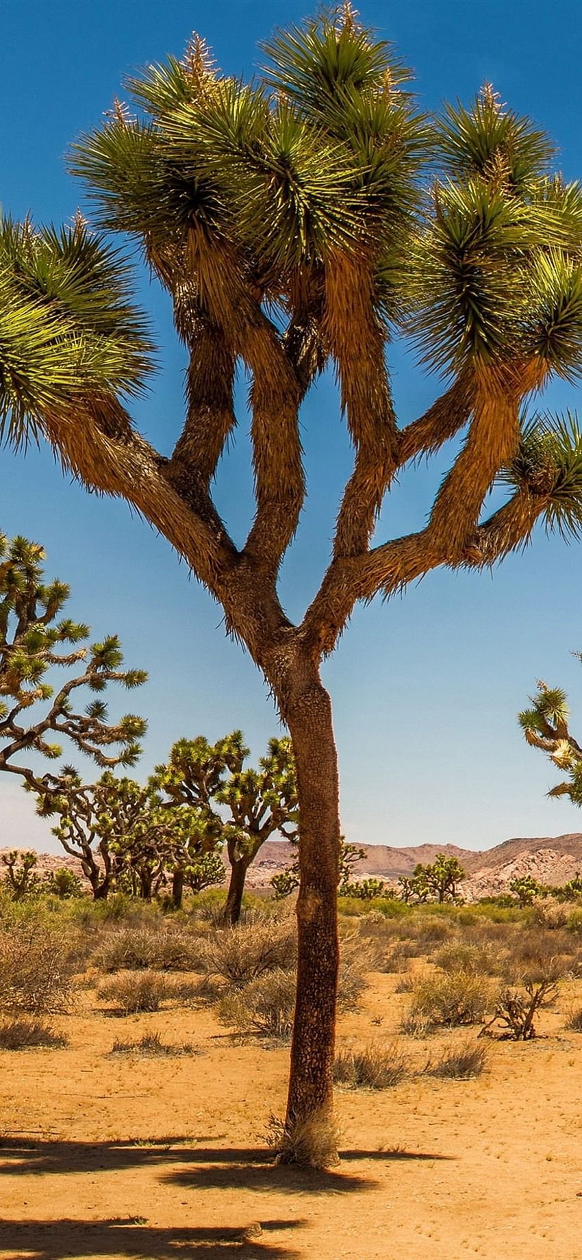 Joshua Tree National Park, EUA, deserto, arbusto, árvores, grama, joshua tree iphone Papel de parede de celular HD