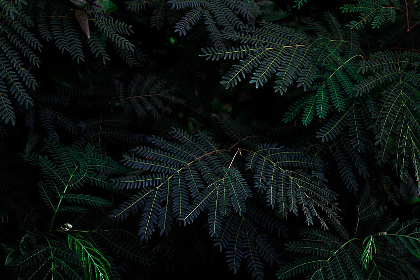 ] Up close of dark green pine tree limbs, green pine tree forest HD wallpaper