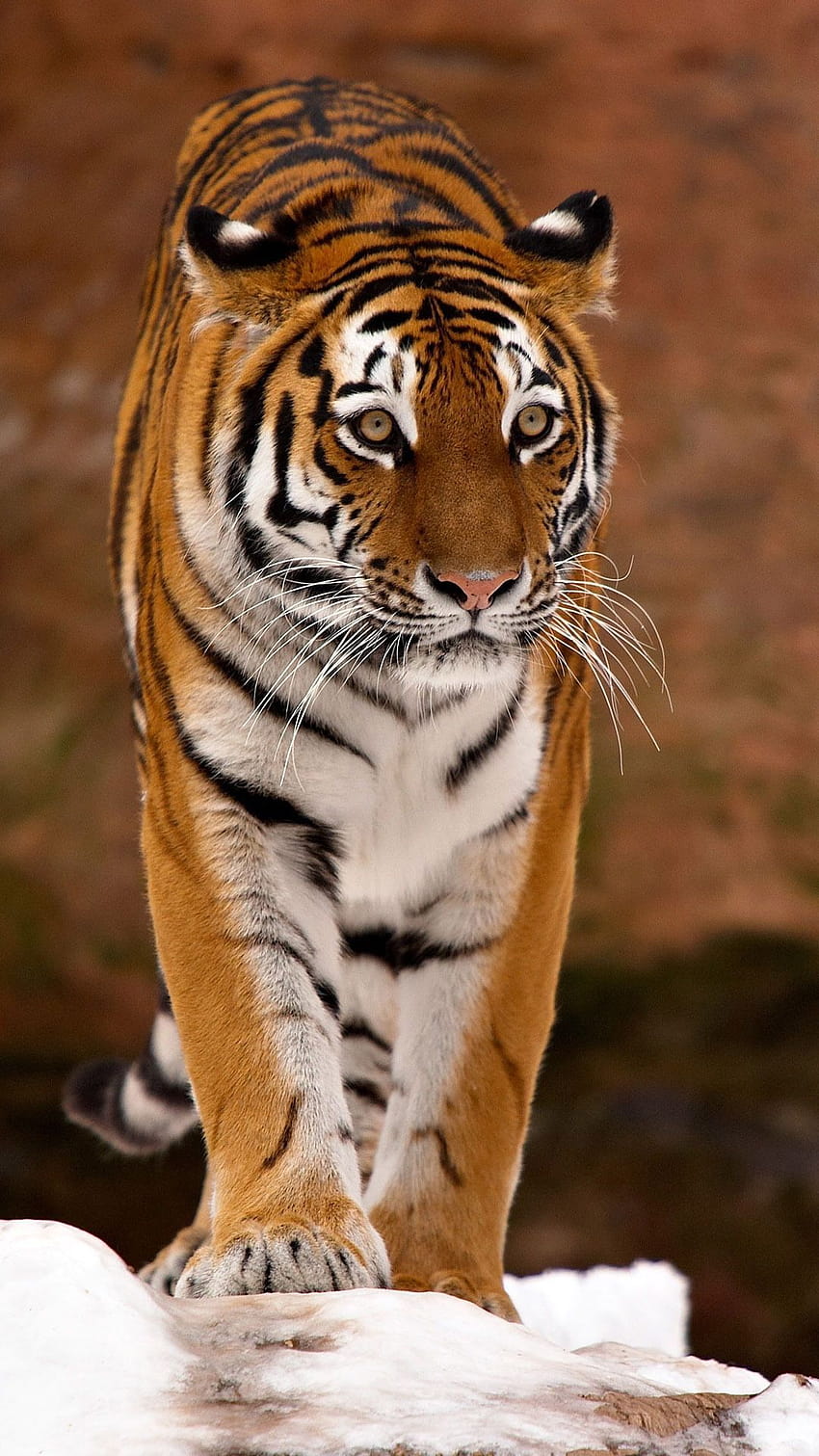 Tiger Mobile Group, tygrysi iPhone Tapeta na telefon HD