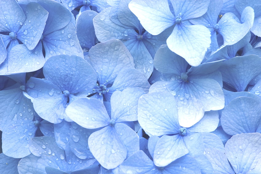 White Calla Lily Bridesmaids Bouquets Oasis Destination, calla lily avec des gouttes de pluie Fond d'écran HD