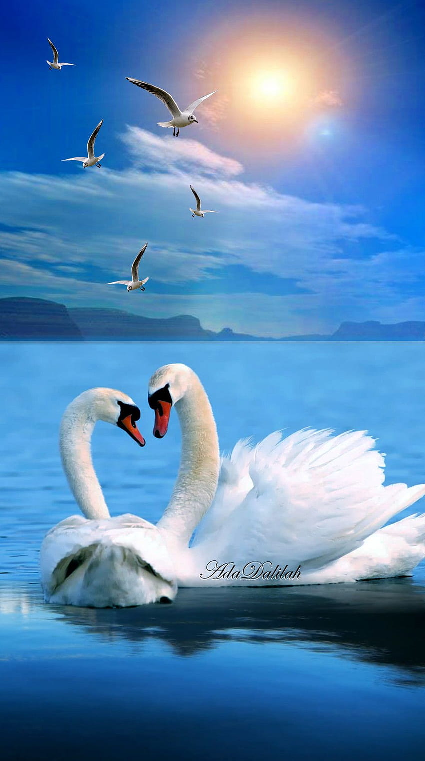 Swans, birds, art, water, star, digital, heart HD wallpaper | Pxfuel