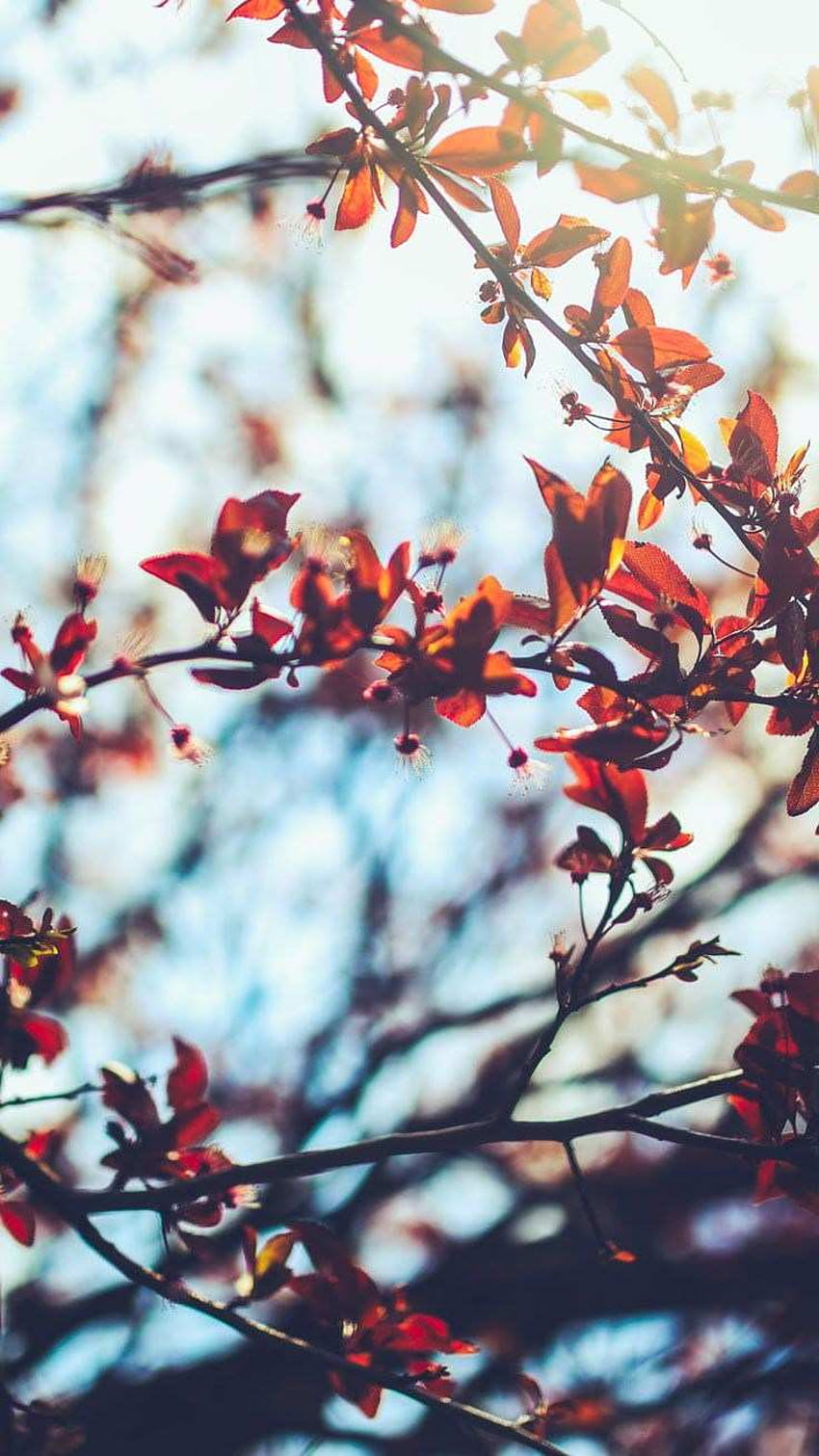 3 Autumn 2018, light vintage autumn HD phone wallpaper | Pxfuel