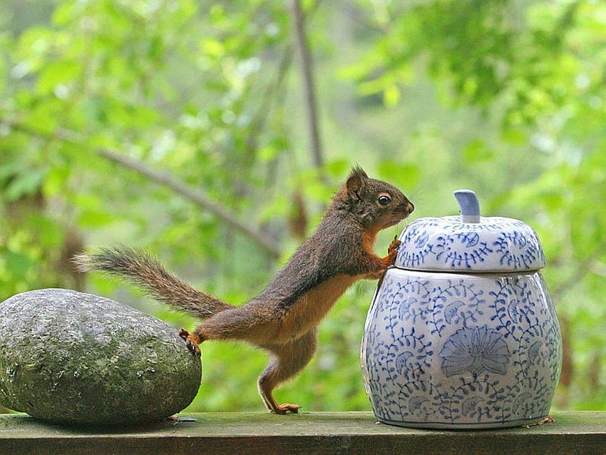 smart squirrel HD wallpaper