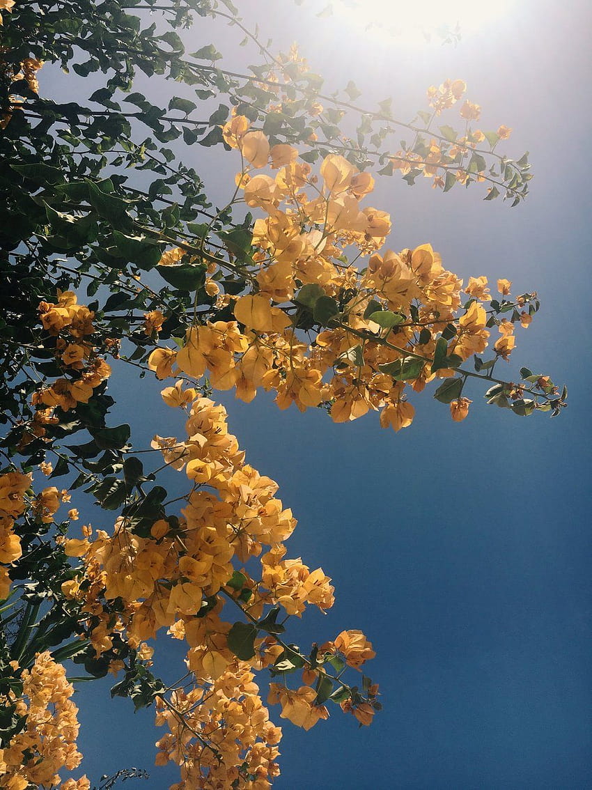 Pinterest ฤดูใบไม้ผลิที่สวยงามสีเหลือง วอลล์เปเปอร์โทรศัพท์ HD