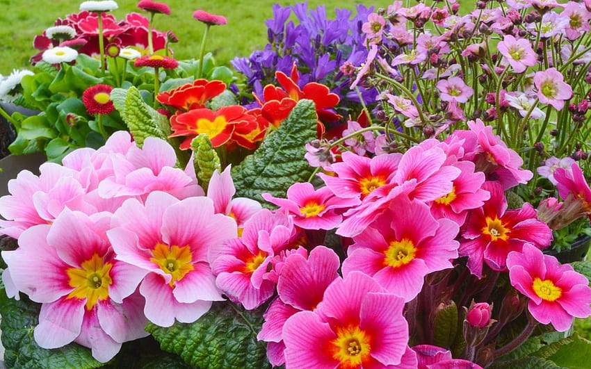 Prímulas, Flores Flores, Móvil, Primavera, Colorido, Hermosa Flor, Stock, 1920x1200 fondo de pantalla