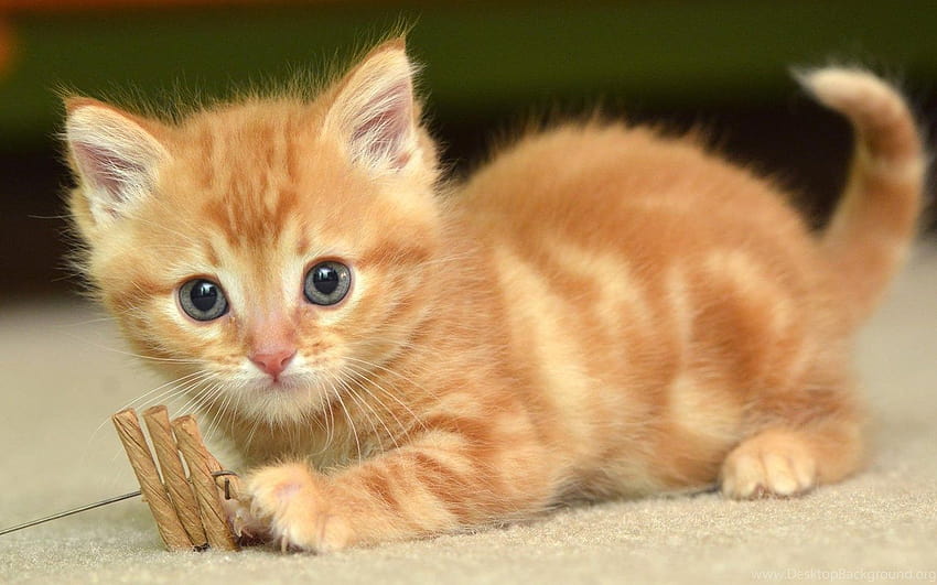 Cute Baby Cats High ...arka planlar, sevimli küçük kediler HD duvar kağıdı