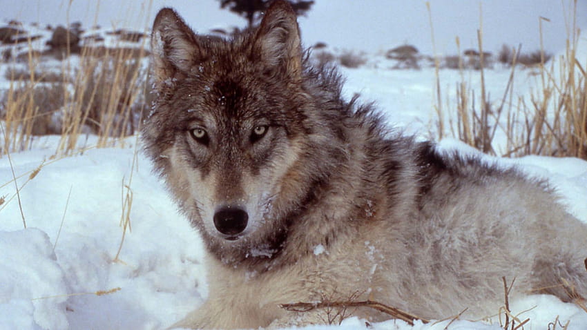 Restoreing Wolves restaurará el paisaje? Tal vez no, valle de los lobos  fondo de pantalla | Pxfuel