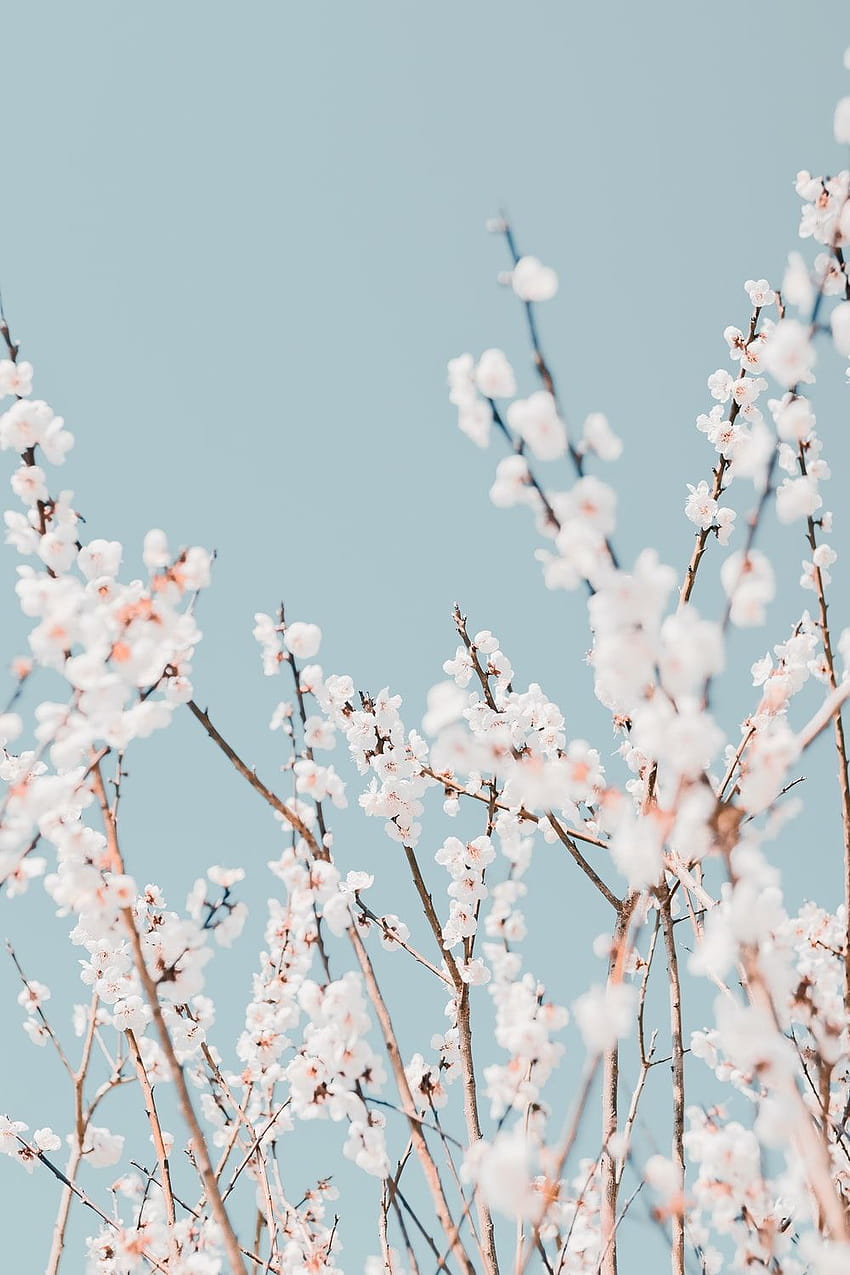 White Cherry Blossoms , and for Facebook, Tumblr, Pinterest, and ...