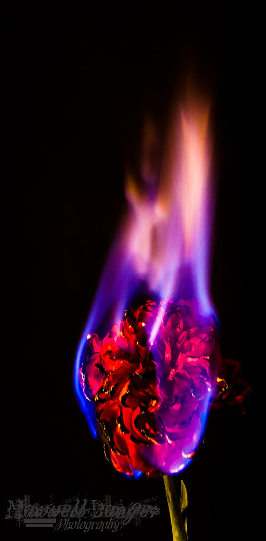 Red Rose On Fire Aesthetic, rose on fire purple HD phone wallpaper
