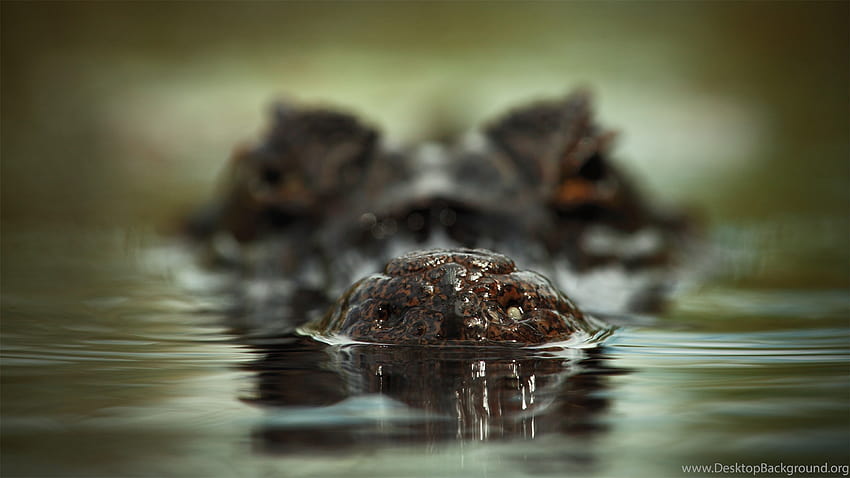 3840x2160 Face, Crocodile, Water, Scary ... Backgrounds, water on face HD wallpaper