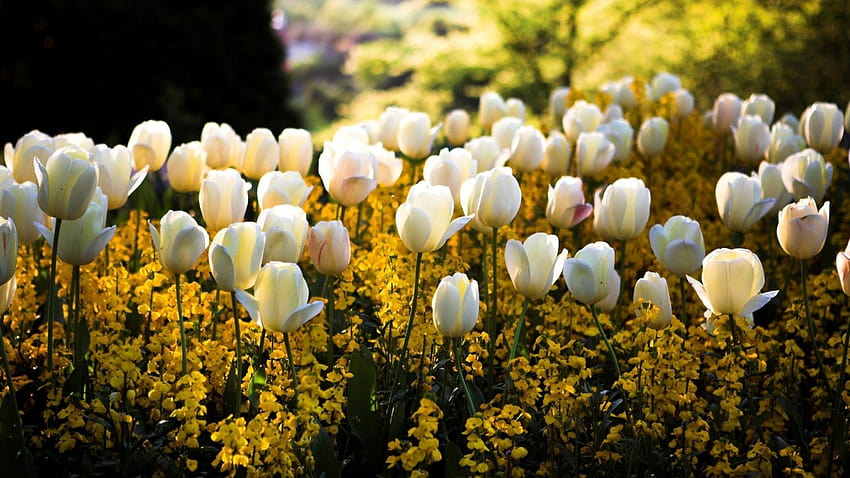 Weiße Tulpen und gelbe Blumen und für Facebook, Tumblr, Pinterest und Twitter HD-Hintergrundbild