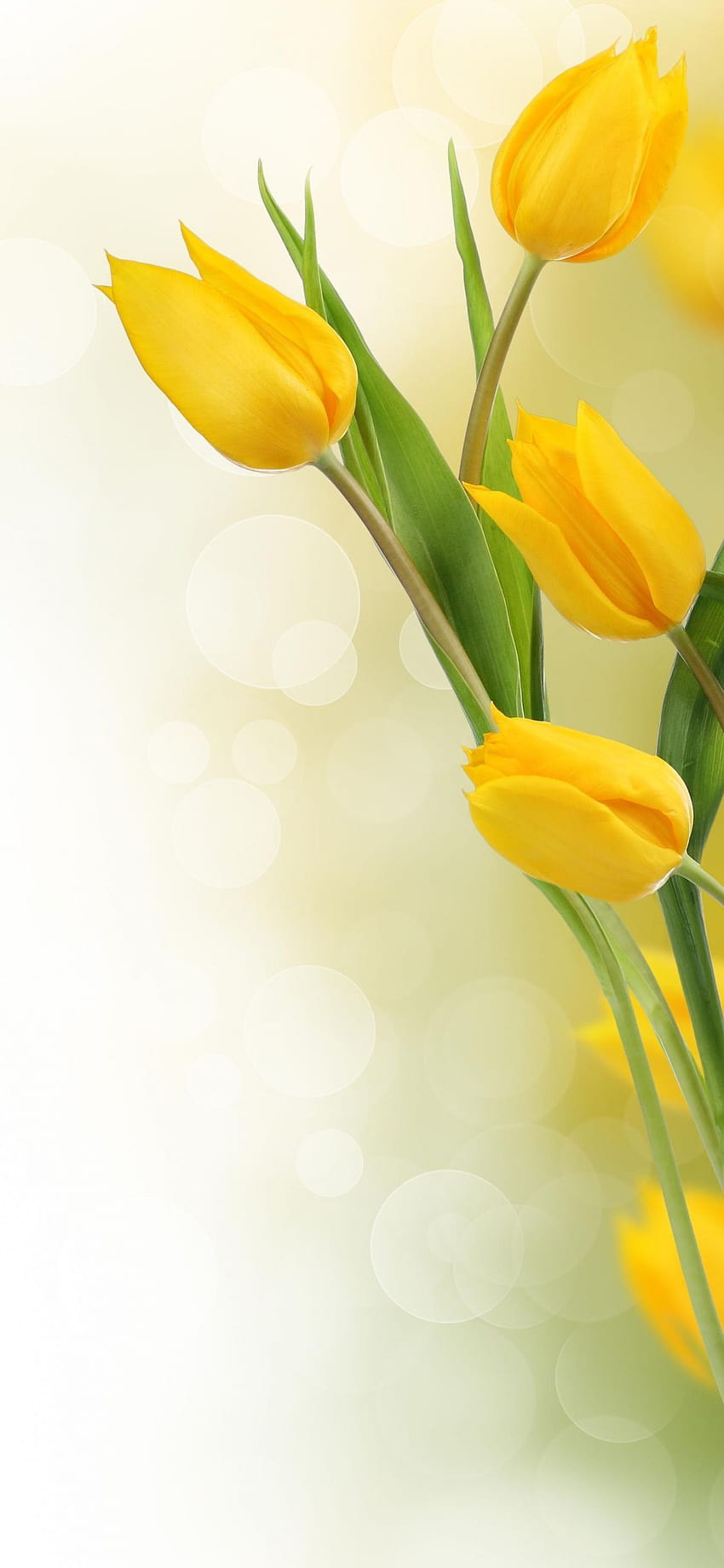 Tulipes jaunes Fond d'écran de téléphone HD