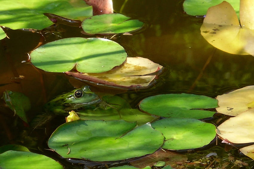 개구리 연못 • 편안한 자연 사운드스케이프 HD 월페이퍼