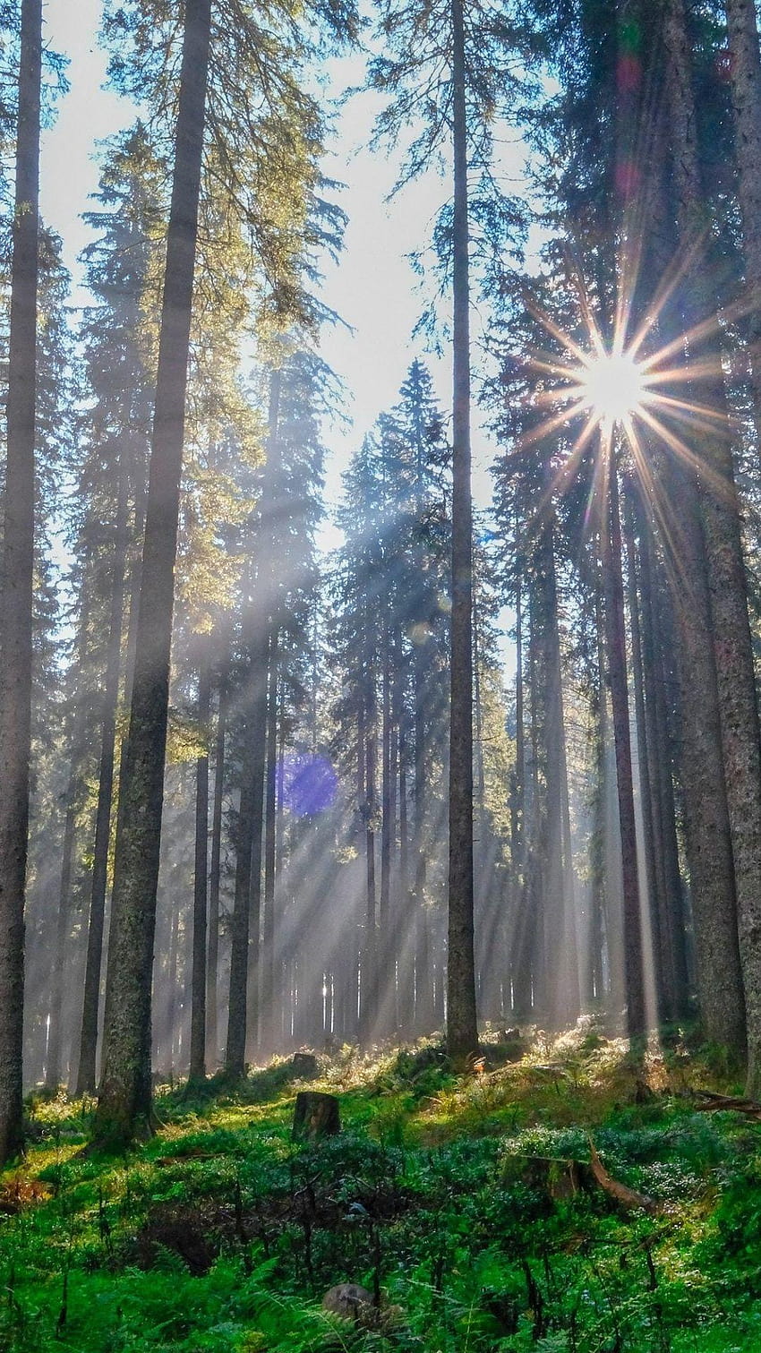 Promienie słoneczne przez drzewa, przyroda, poranek, 1080x1920, promienie słoneczne drzew Tapeta na telefon HD