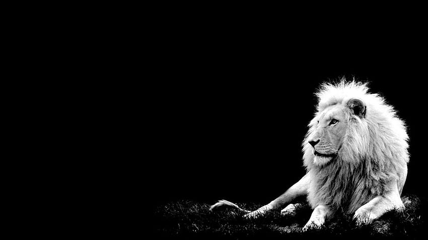Czarno-biały lew Lew, lew czarno-biały Tapeta HD